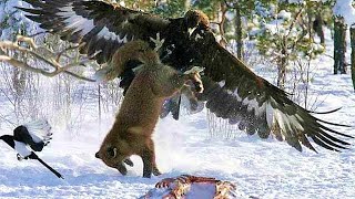 GOLDEN EAGLE  winged raptor that even attacks wolves [upl. by Hein]