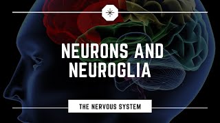 Neurons and Neuroglia [upl. by Aik]