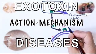 Mechanism of Exotoxin  Pathogens amp Diseases [upl. by Ahsiemaj]