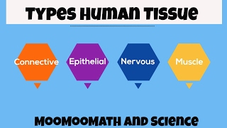 Types of Human Body Tissue [upl. by Olli530]