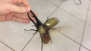 Largest beetle in the world flies [upl. by Alveta]