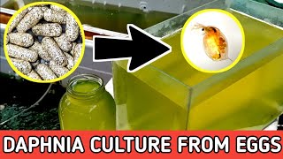 HOW TO HATCH DAPHNIA EGGS  HOW TO CULTURE DAPHNIA [upl. by Stefano900]