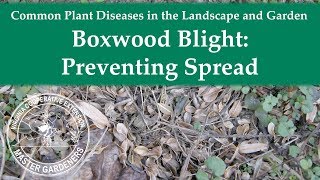 Boxwood Blight Preventing Spread [upl. by Troxell]