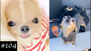 Chihuahua Dogs Compilation  Funny Dog Videos 2021 [upl. by Ahsenwahs]