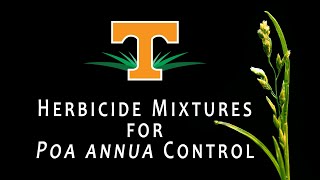 Poa annua control in hybrid bermudagrass using herbicide mixtures [upl. by Isle]