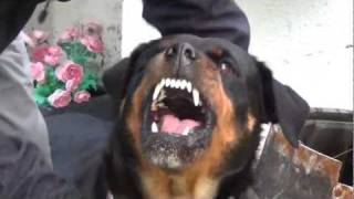 Angry rottweiler [upl. by Ativel]