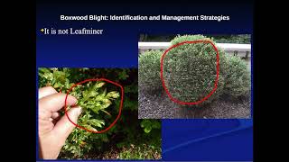 Boxwood Blight Identification and Management Strategies with Patrick Mawhinney [upl. by Hirai]