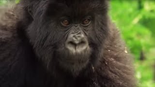 Meet This Family of Mountain Gorillas  Cousins  BBC Earth [upl. by Anniahs]