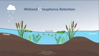 How Wetlands Work [upl. by Fasto]