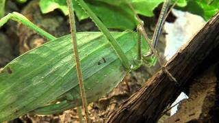 Giant Katydid  Cincinnati Zoo [upl. by Uaerraj]