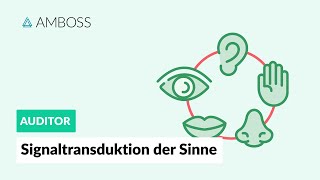 Signaltransduktion der fünf Sinne  AMBOSS Auditor [upl. by Aloz]