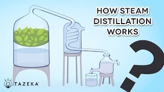 How Steam Distillation Works [upl. by Alimhaj]