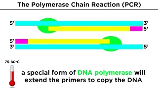 Biotechnology Genetic Modification Cloning Stem Cells and Beyond [upl. by Acnalb]