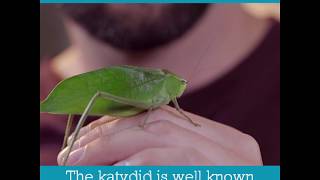 Katydid  Bug Facts [upl. by Nitsej108]