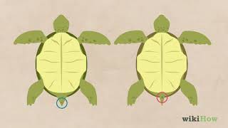 How to Tell If a Turtle Is Male or Female [upl. by Tadio169]