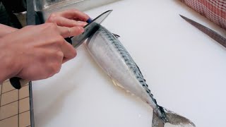 GRAPHIC  How to fillet a fish  Mackerel  Japanese technique  サバのさばき方 [upl. by Anauqal168]