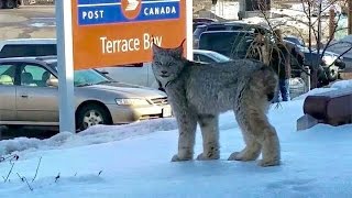 Lynx spotted at post office [upl. by Areema773]