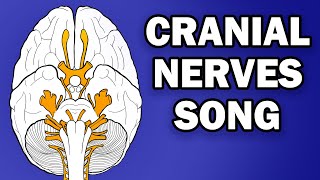 CRANIAL NERVES SONG [upl. by Ahsinaw]