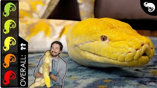 Reticulated Python The Best Pet Snake [upl. by Calmas]