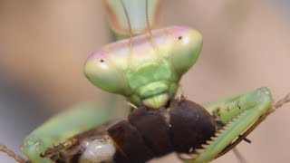 Allevamento delle Mantidi 2 Alimentazione [upl. by Francie]