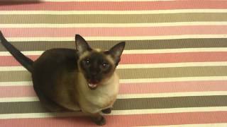 Siamese Cat Meowing [upl. by Aled]