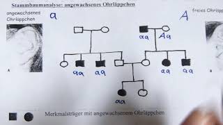 Stammbaumanalyse [upl. by Nicoli]