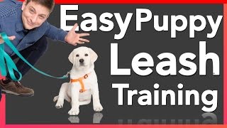 How to Leash Train your Puppy [upl. by Legir]