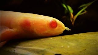 Senegal Bichir Fish Care amp Tank Set up Guide Polypterus [upl. by Neoma]