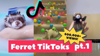 FERRETS Taking Over Tiktok  FUNNIEST Trending pt 2 [upl. by Eiblehs]