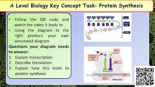 A Level Biology Polypeptide synthesis [upl. by Ahsiki296]