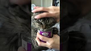 Cat Feasts On Catnip As Owner Tries To Stop Them  1169329 [upl. by Ettevad754]