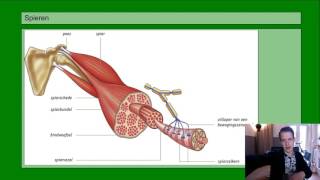 Basisstof 5 Spieren [upl. by Tala523]