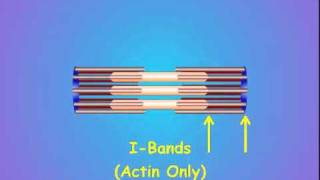 2 Sarcomere Structure [upl. by Hett215]