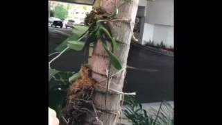 Video 3 Mounting phalaenopsis Orchid on a Palm Tree [upl. by Akirahs]