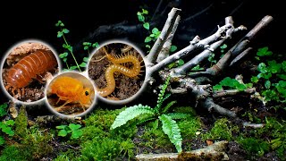 Exploring My LARGEST Ecosystem │ Large Woodland Terrarium  1 Month Update [upl. by Cir]