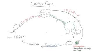 AQA A level Biology Carbon Cycle [upl. by Ydnamron]