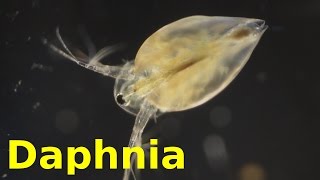 Daphnia [upl. by Hnahc731]