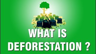 What is Deforestation  CBSE  Grade 9  The openbook [upl. by Notned]