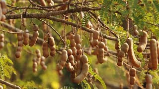 Awesome Tamarind Cultivation Technology  Tamarind farm and harvest  Tamarind Processing [upl. by Akeyla]