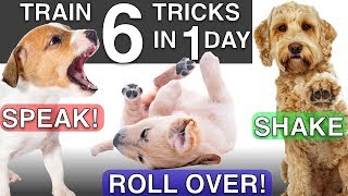 How to Train your Puppy 6 Tricks in 1 Day [upl. by Uno]