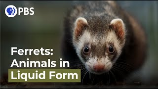 Ferrets Animals in Liquid Form [upl. by Ardnayek]