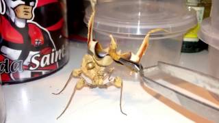 Handfeeing a DEVILS FLOWER MANTIS  Idolomantis diabolica [upl. by Sayles]