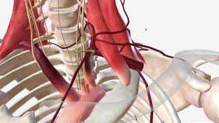 Subclavian Artery  Anatomy Branches amp Relations [upl. by Wayland]