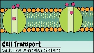 Cell Transport [upl. by Minsat]