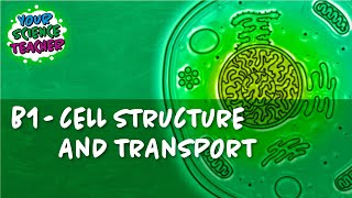 B1  WHOLE TOPIC GCSE CELL STRUCTURE AND TRANSPORT [upl. by Mccarty279]