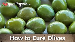 How to Cure and Preserve Your Own Olives [upl. by Adgam]