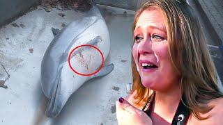 The Disturbing Truth Of What Happened To Flipper The Dolphin You Will Cry After Watching This Video [upl. by Yelha]