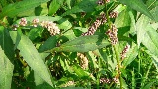 Useful Plant  Polygonum [upl. by Daggna]