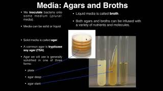 Lab Exercise 1 Introduction to Microbiology [upl. by Anilys]