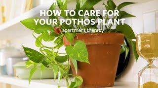 How To Care for Your Pothos  Apartment Therapy [upl. by Luna665]